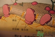 高膽固醇會(huì)影響胖瘦嗎？高膽固醇和胖瘦有關(guān)系嗎？