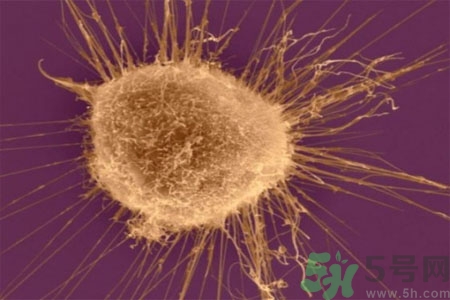 激素是什么？激素會對人體產(chǎn)生什么作用？