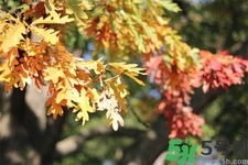 秋天換季病有哪些？秋天該如何保健養(yǎng)生呢？