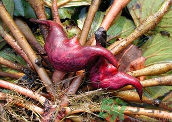 菱角是什么？菱角是什么季節(jié)成熟的？