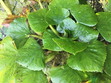 菱角和豬肉能一起吃嗎？菱角和什么不能一起吃？