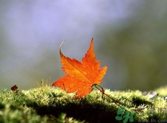  為什么立秋了還這么熱？立秋后要多久才能涼快？