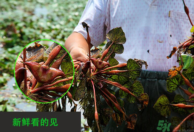 菱角是發(fā)物嗎？菱角是寒性的嗎？