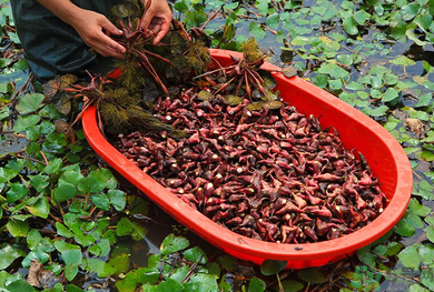 菱角是發(fā)物嗎？菱角是寒性的嗎？