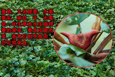 菱角是發(fā)物嗎？菱角是寒性的嗎？