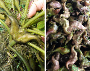 菱角是發(fā)物嗎？菱角是寒性的嗎？