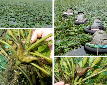 菱角是發(fā)物嗎？菱角是寒性的嗎？