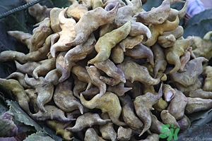 菱角是什么？菱角是什么季節(jié)成熟的？