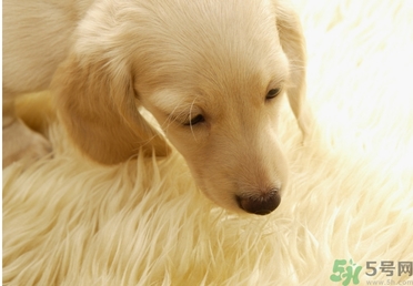 孕婦可以和狗狗在一起嗎？孕婦和狗狗接觸好不好？