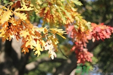 女性秋季防燥需注意哪些？女性秋季防燥吃什么？