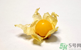 姑娘果的營養(yǎng)價值有哪些？姑娘果的功效與作用