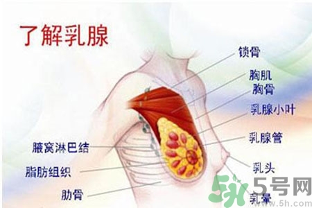 如何預(yù)防女性乳頭痛？女性需注意乳房的哪些問題？