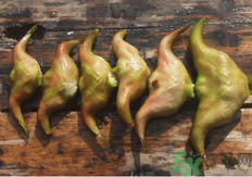 菱角懷孕可以吃嗎？孕婦能吃菱角嗎？