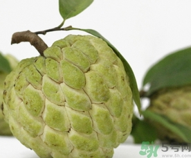 釋迦果怎么吃？釋迦的營養(yǎng)價值功效作用