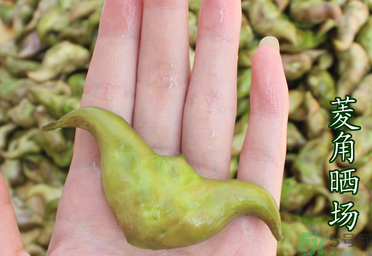 菱角懷孕可以吃嗎？孕婦能吃菱角嗎？