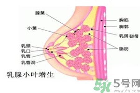 乳房脹痛的原因？乳房脹痛怎么辦？
