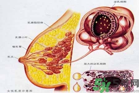 乳腺增生治療方法是什么？乳腺增生的檢查方法有哪些？