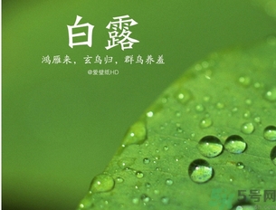 白露是什么意思？白露是幾月幾日