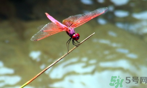 處暑如何養(yǎng)生？處暑養(yǎng)生要注意什么？