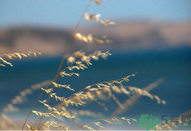 處暑如何養(yǎng)生？處暑養(yǎng)生要注意什么？