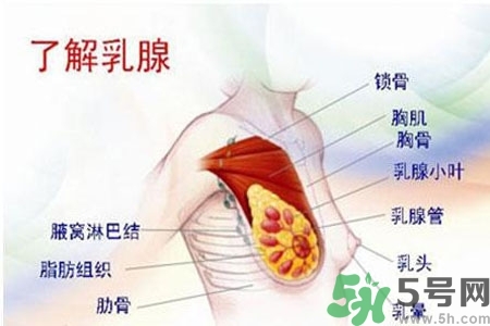 乳房上有硬塊怎么辦？乳房有硬塊的病因是什么？