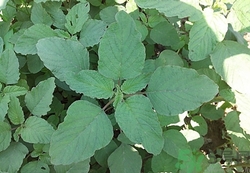 吃莧菜會長胖嗎?野莧菜的熱量高嗎 吃莧菜會長胖嗎?野莧菜的熱量高嗎