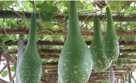 瓠子怎么做好吃？瓠子不能和什么一起吃？