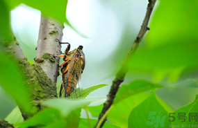 出伏是什么意思？出伏當(dāng)天吃什么？