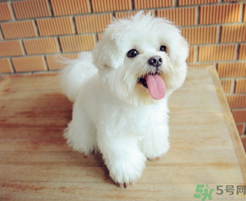 狗狗可以吃月餅嗎？狗狗吃月餅的危害