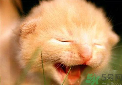 打呵欠骨頭響是怎么回事？打哈欠骨頭響怎么辦？