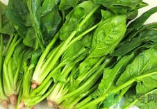 菠菜的營養(yǎng)價值 菠菜的功效與作用及食用方法