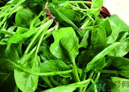 菠菜的營養(yǎng)價值 菠菜的功效與作用及食用方法