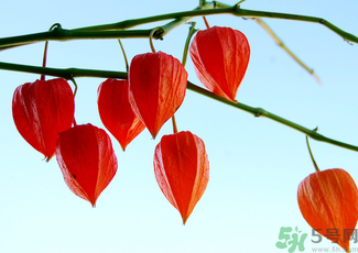 紅姑娘怎么吃？紅姑娘怎么保存？