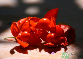 紅姑娘吃多了會怎樣？吃野生紅姑娘的好處和壞處