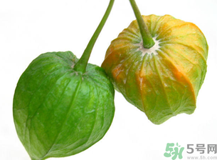 紅姑娘吃多了會怎樣？吃野生紅姑娘的好處和壞處