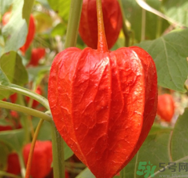 紅姑娘泡水喝可以治什么??？紅姑娘泡水喝的功效與作用