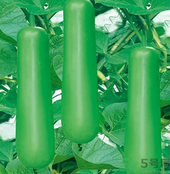 瓠子是涼性的嗎？如何辨別涼性食物與寒性食物？