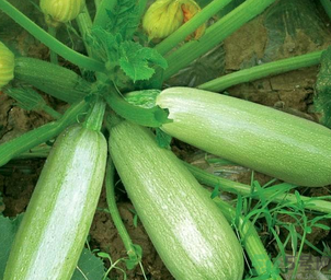 瓠子是涼性的嗎？如何辨別涼性食物與寒性食物？