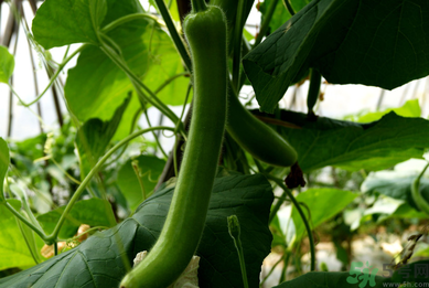 瓠子是涼性的嗎？如何辨別涼性食物與寒性食物？