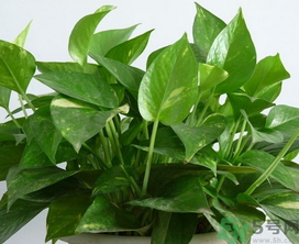 客廳放什么植物好？客廳植物選什么好？