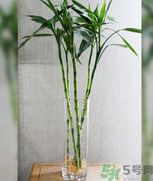 客廳放什么植物好？客廳植物選什么好？