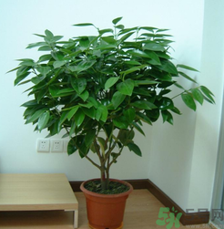 客廳放什么植物好？客廳植物選什么好？