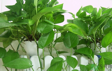 臥室放什么植物好？臥室植物放什么好？