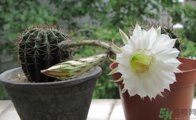 臥室放什么植物好？臥室植物放什么好？