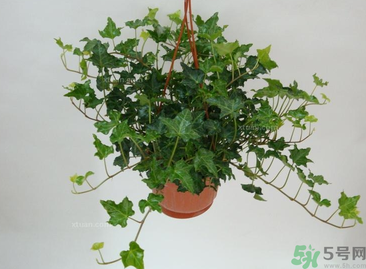 臥室放什么植物好？臥室植物放什么好？