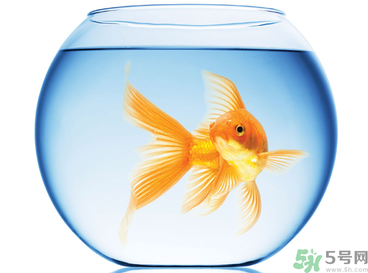 家里養(yǎng)魚好嗎？家里養(yǎng)魚有什么講究？