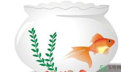 家里養(yǎng)魚好嗎？家里養(yǎng)魚有什么講究？