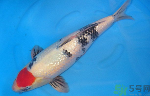 家里養(yǎng)什么魚好？家里養(yǎng)魚幾條最好？