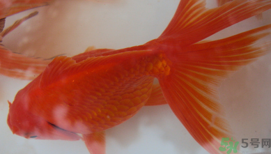 家里養(yǎng)什么魚好？家里養(yǎng)魚幾條最好？