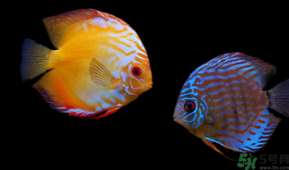 家里養(yǎng)什么魚好？家里養(yǎng)魚幾條最好？